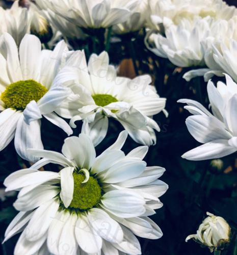 daisy fun
