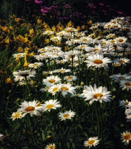 daisy fields