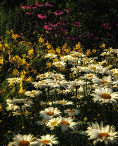 daisy field 2