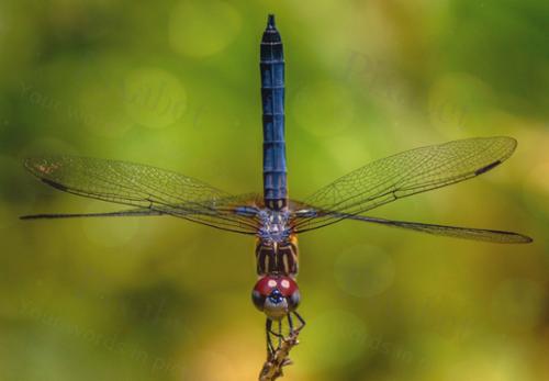 BOKEH DRAGONFLY