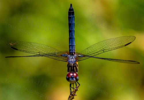 DRAGONFLY HANDSTAND