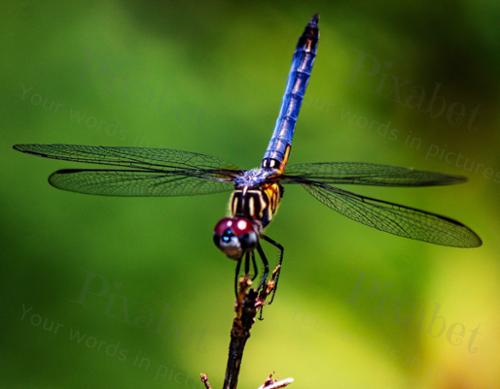DRAGONFLY2