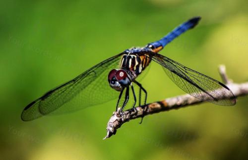 DRAGONFLY3