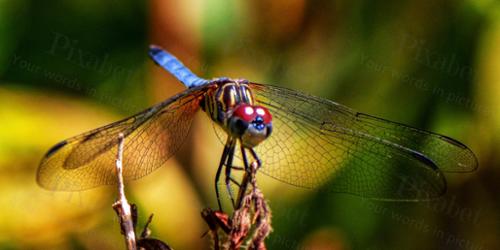 DRAGONFLY5