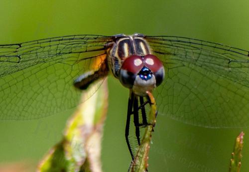 DRAGONFLY CLOSEUP