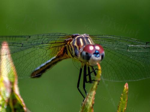 DRAGONFLY7 