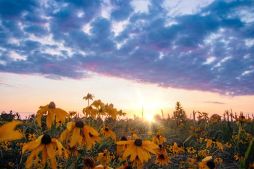 WILDFLOWERS3