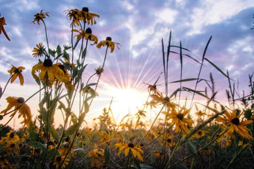 WILDFLOWERS 50