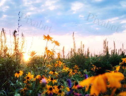 WILDFLOWER 51