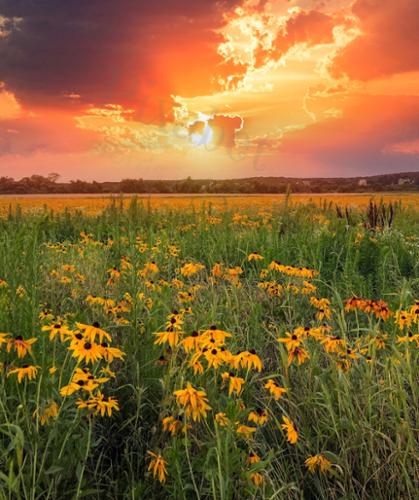 WILDFLOWER 51