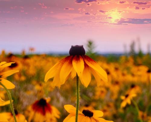 SUNSET CLOSEUP