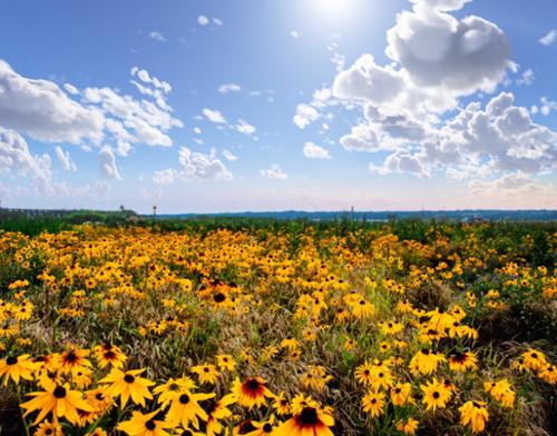 SUNSHINE WILDFLOWERS