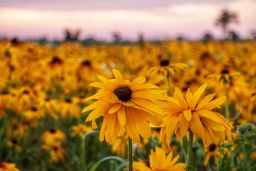 WILDFLOWER 56