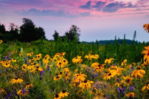 WILDFLOWER 57