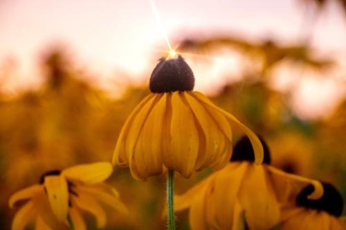 BLACK EYED SUSAN SPARKLE