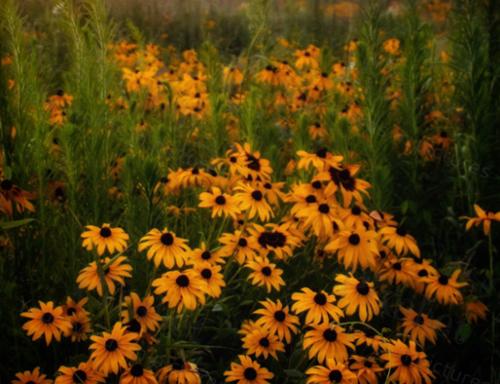 BLACKEYE SUSan 61