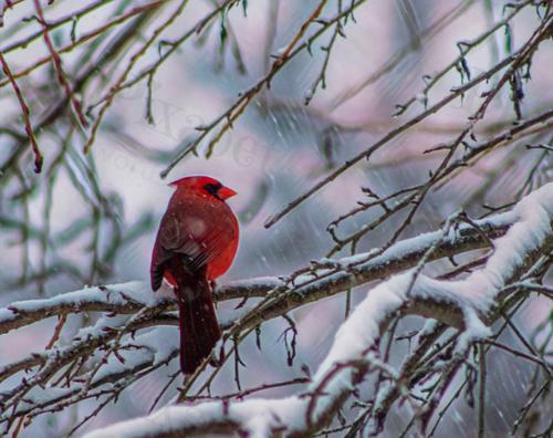 SNOW DAY CARDINAL