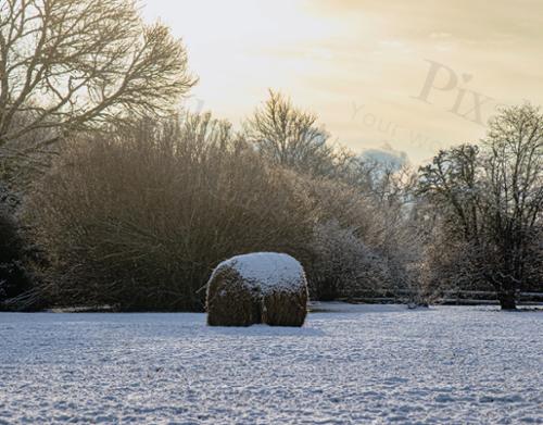winter single hay