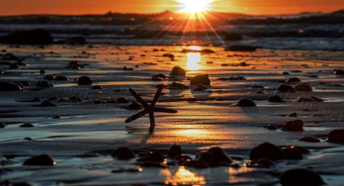 STARFISH SUNRISE