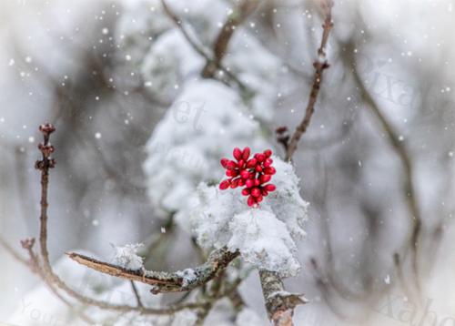 SNOW BERRIES