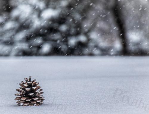PINECONE SNOW
