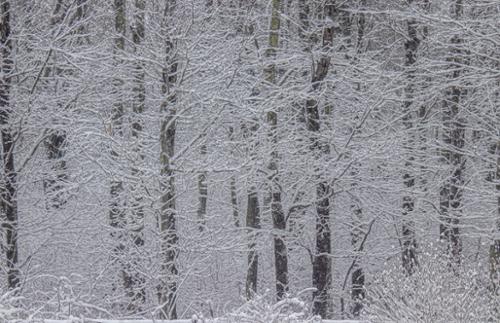 snow forest