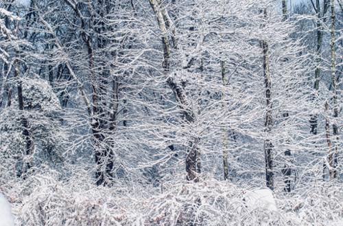snow forest 2