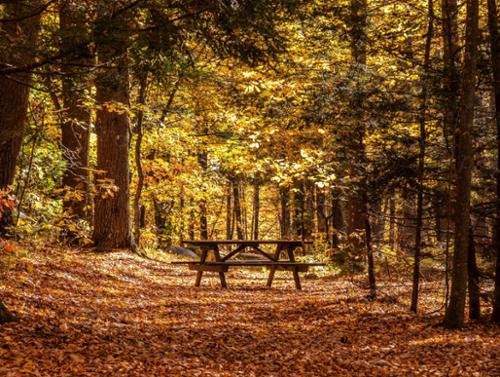 FALL PICNIC